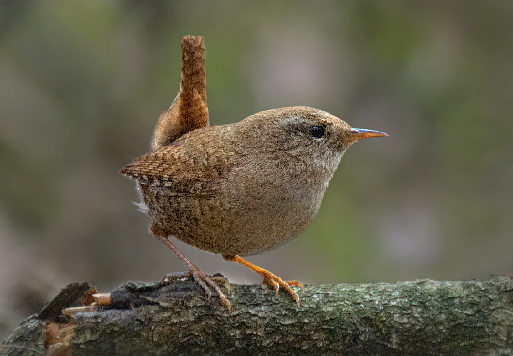 WREN Rendering Engine